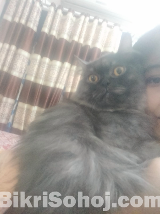 British short hair adult male cat